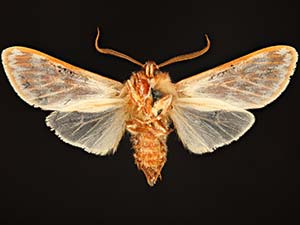 Lophocampa significans