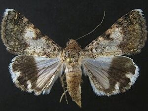 Forsebia cinis