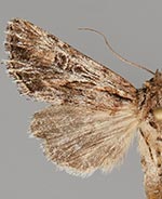 Aseptis harpi