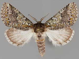 Litodonta hydromeli