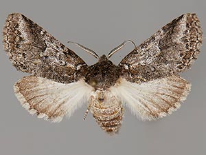 Litodonta hydromeli