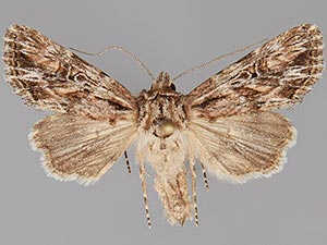 Aseptis harpi