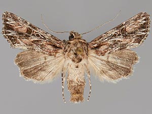 Aseptis harpi