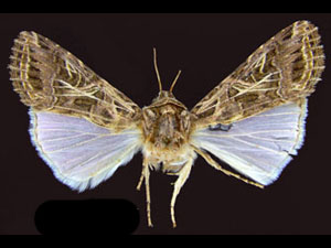 Spodoptera littoralis