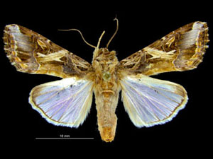 Spodoptera litura