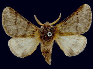 Thaumetopoea processionaea