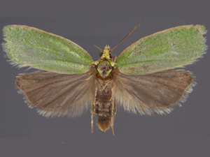 Tortrix viridana