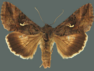 Autographa gamma