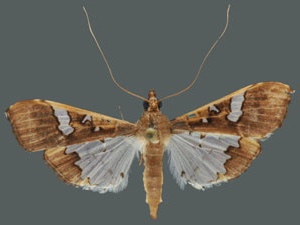 Maruca vitrata