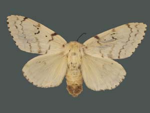 Lymantria dispar