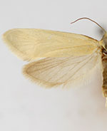 Greya enchrysa