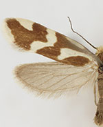 Greya variabilis