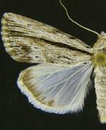 Catabenoides terminellus