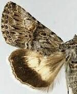 Sympistis opleri