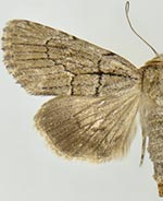 Sympistis eleaner