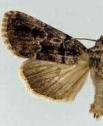 Sympistis infixa