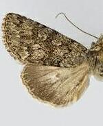 Sympistis cocytus