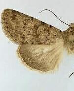 Sympistis cocytus