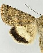 Sympistis sandaraca