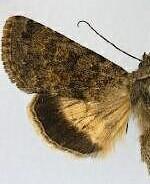 Sympistis sandaraca