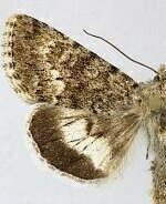 Sympistis pudorata