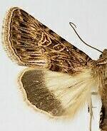 Sympistis sanina