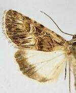 Sympistis sanina