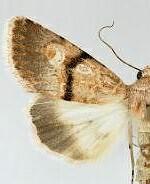 Sympistis jocelynae