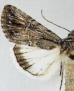 Sympistis lachrymosa