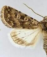 Sympistis augustus