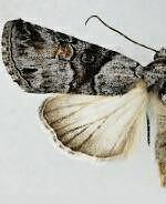 Sympistis meadiana