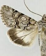 Sympistis polingii