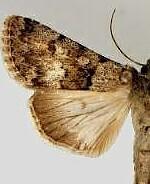 Sympistis homogena