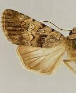 Sympistis cleopatra