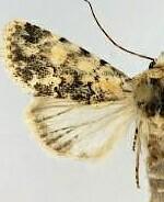 Sympistis singularis