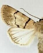 Sympistis dischorda