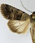 Sympistis cherti