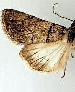 Sympistis deserta