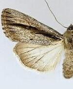 Sympistis atricollaris