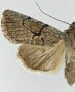 Sympistis figurata