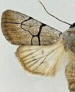 Sympistis greyi