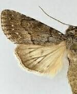 Sympistis riparia