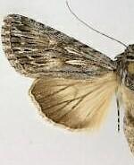 Sympistis major