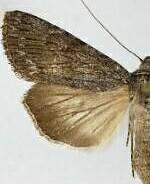 Sympistis riparia