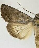 Sympistis riparia