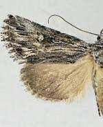 Sympistis ciliata