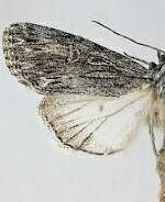 Sympistis curvicollis