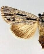 Sympistis utahensis