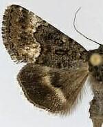 Sympistis aterrima