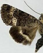 Sympistis aterrima